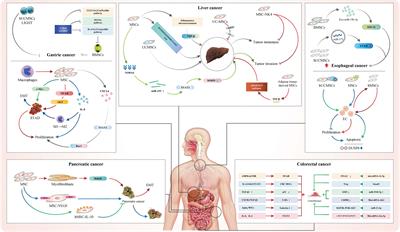 The Roles of Mesenchymal Stem Cells in Gastrointestinal Cancers